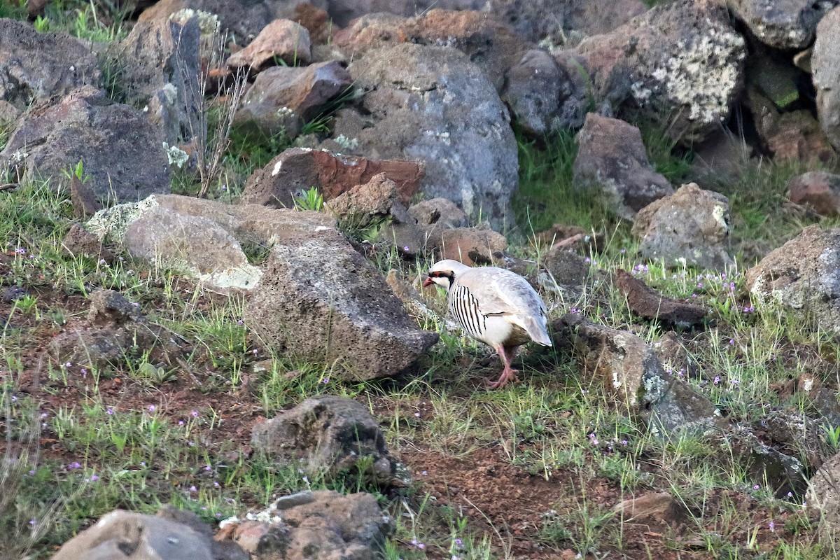 Chukar - ML561301101