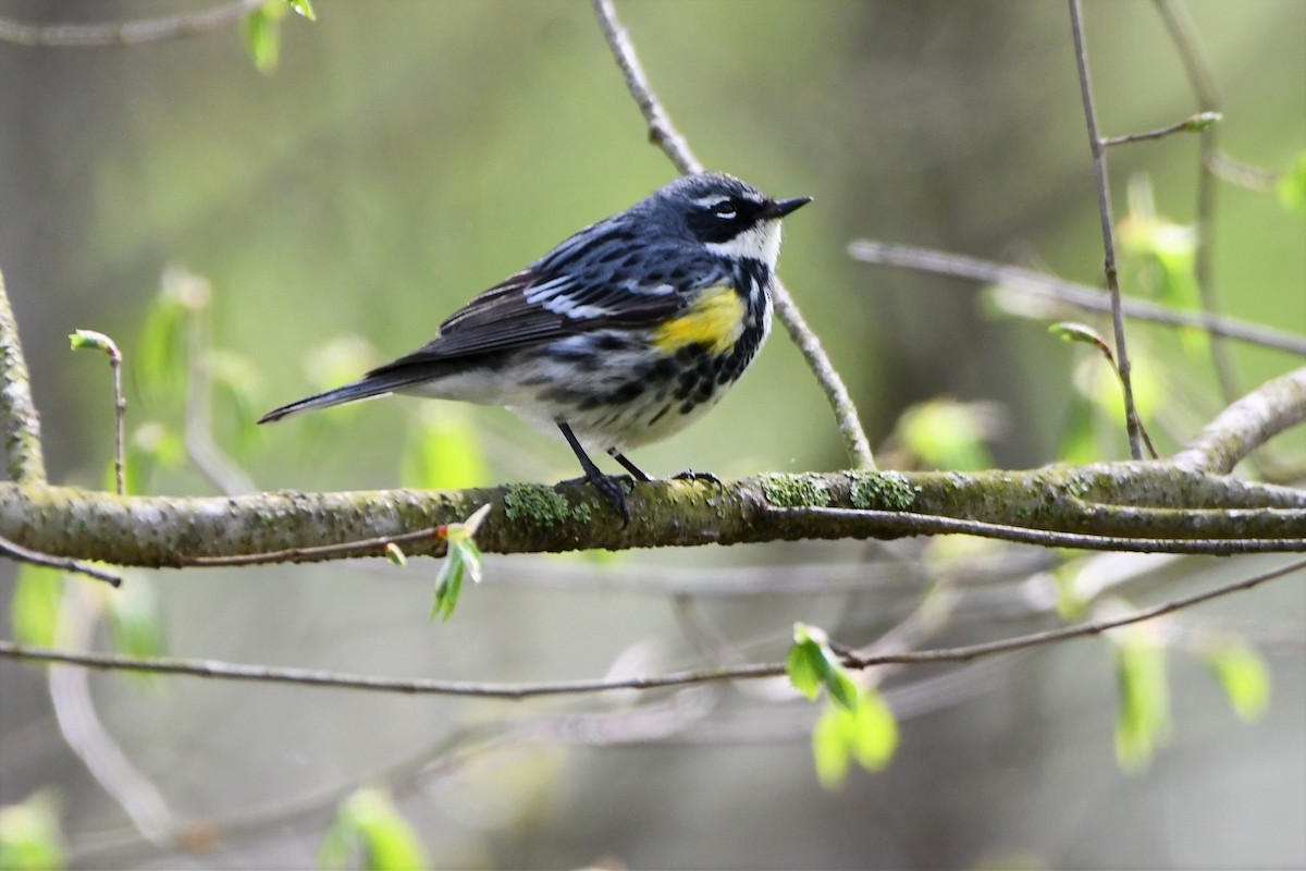 Yellow-rumped Warbler - ML561301151