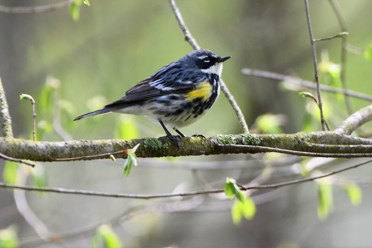 キヅタアメリカムシクイ - ML561301151