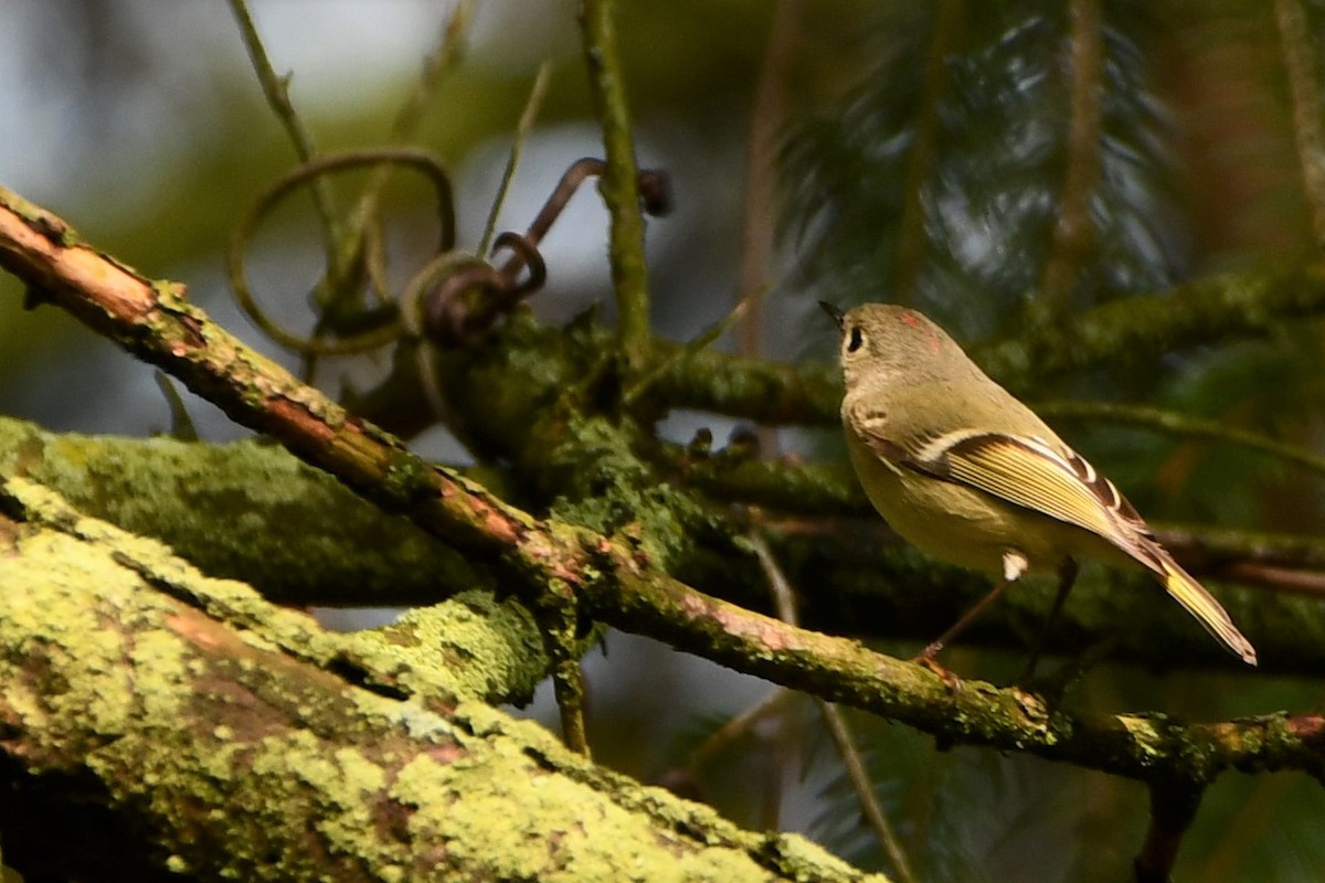 Ruby-crowned Kinglet - ML561301681