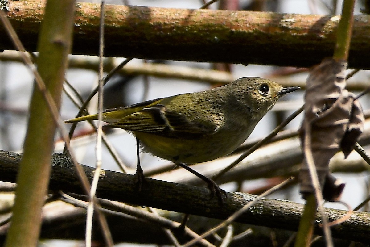 ルビーキクイタダキ - ML561302261