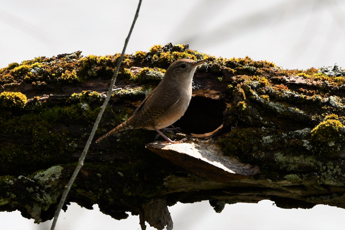 Northern House Wren - ML561302591