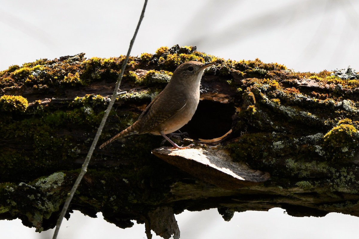 House Wren - ML561302591