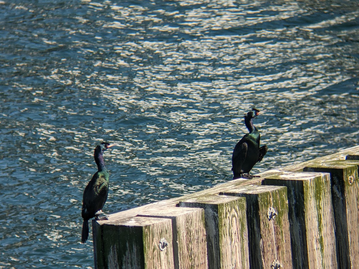 Pelagic Cormorant - ML561305171