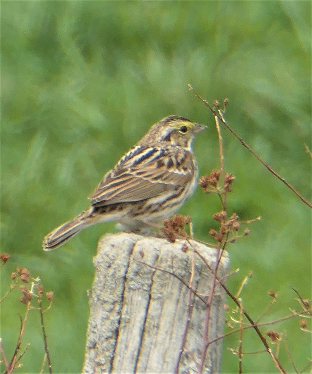 Savannah Sparrow - Cecile Boucher