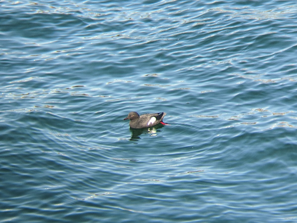 Pigeon Guillemot - ML561305361