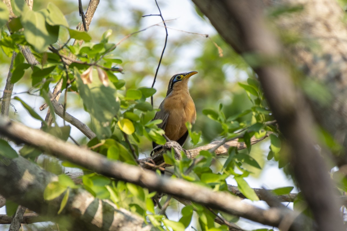 Lesser Ground-Cuckoo - ML561305881