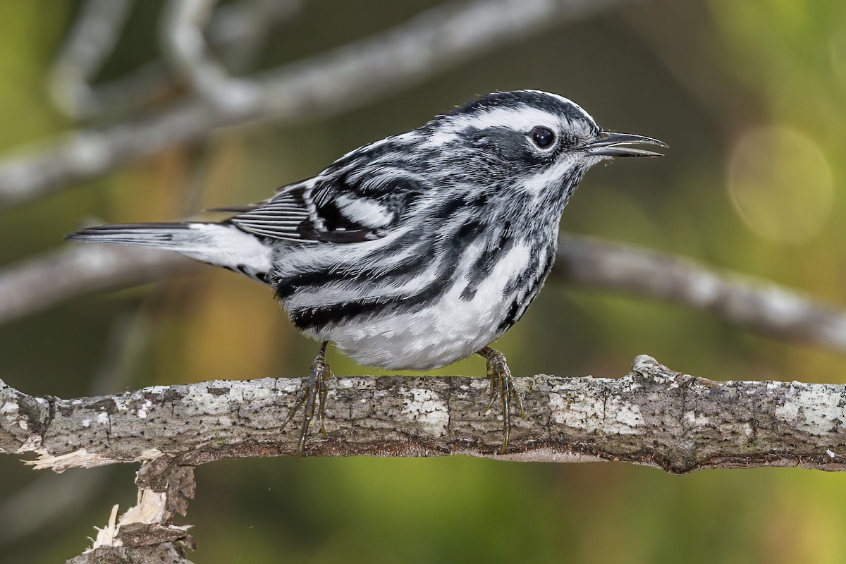 Black-and-white Warbler - ML561306641