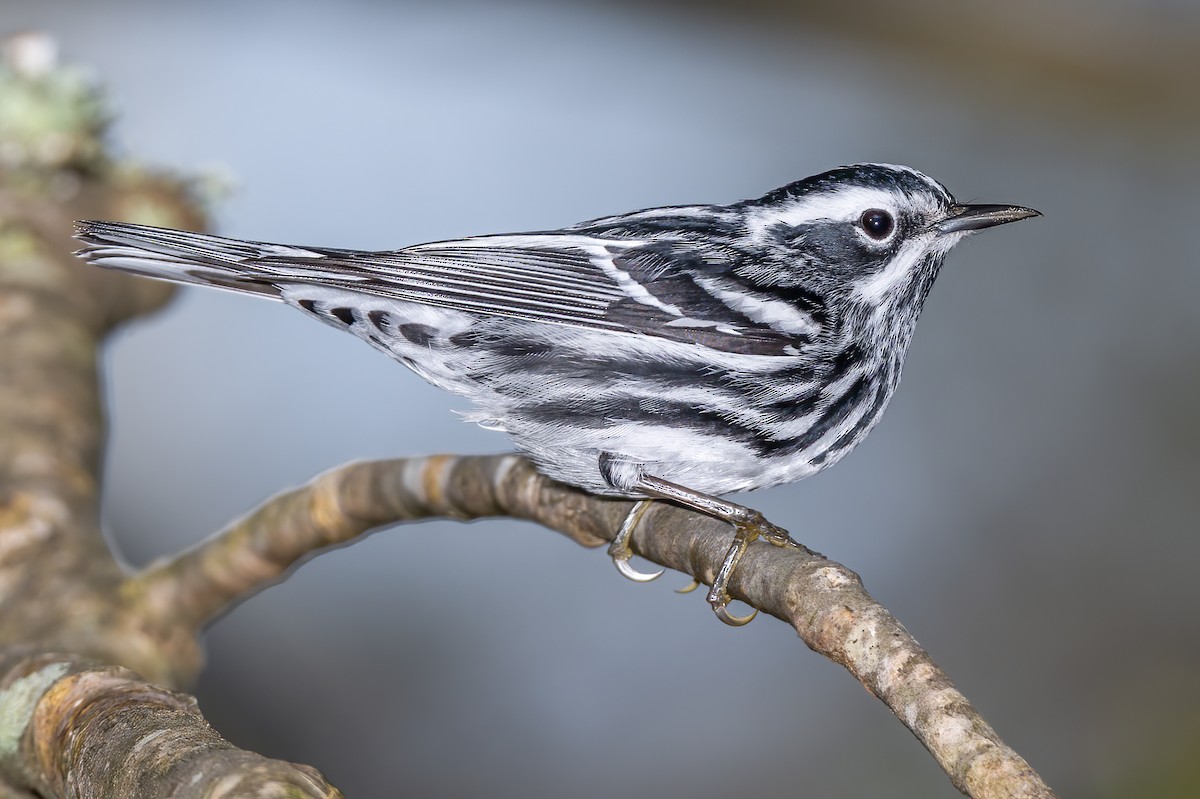 Black-and-white Warbler - ML561306651