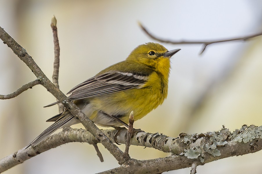 Pine Warbler - ML561306881