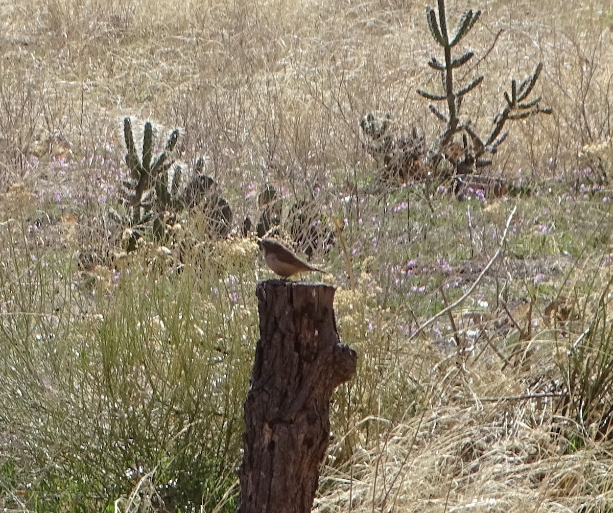 Rock Wren - ML561308061