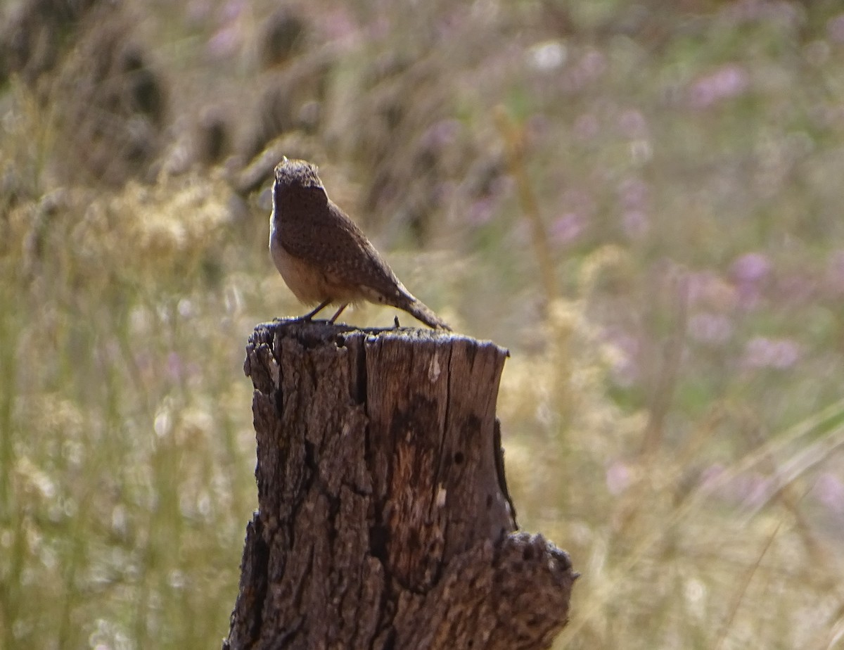 Rock Wren - ML561308111