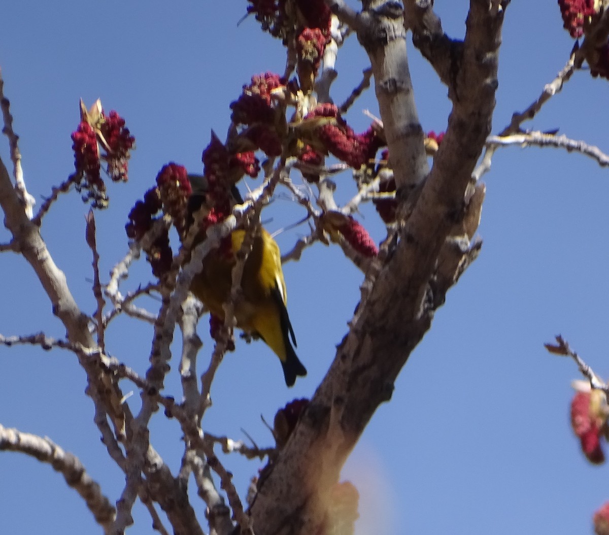 Evening Grosbeak - ML561309331