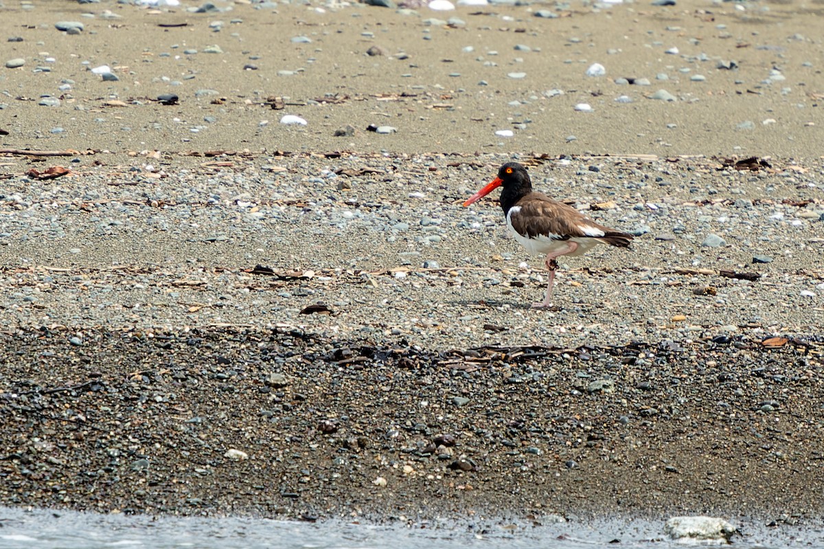 American Oystercatcher - ML561309531