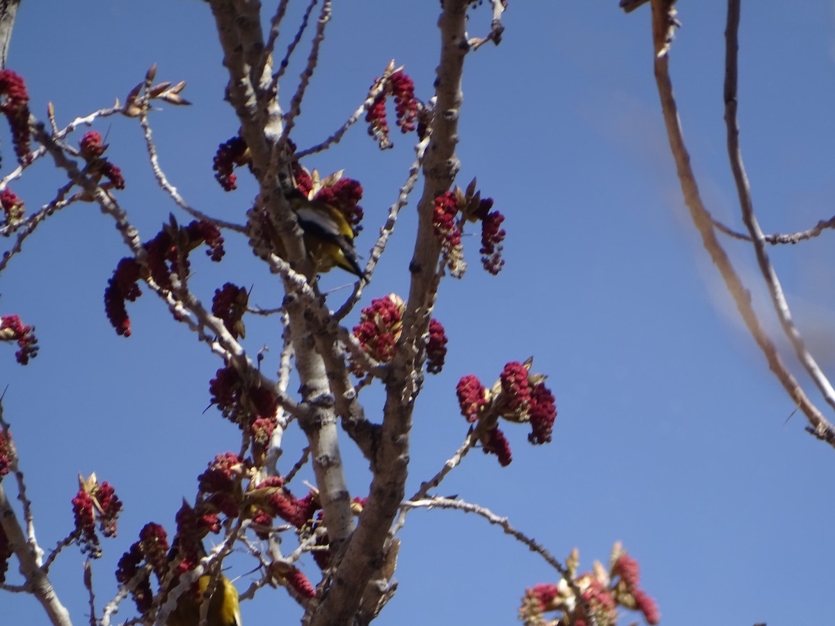 Evening Grosbeak - ML561309601
