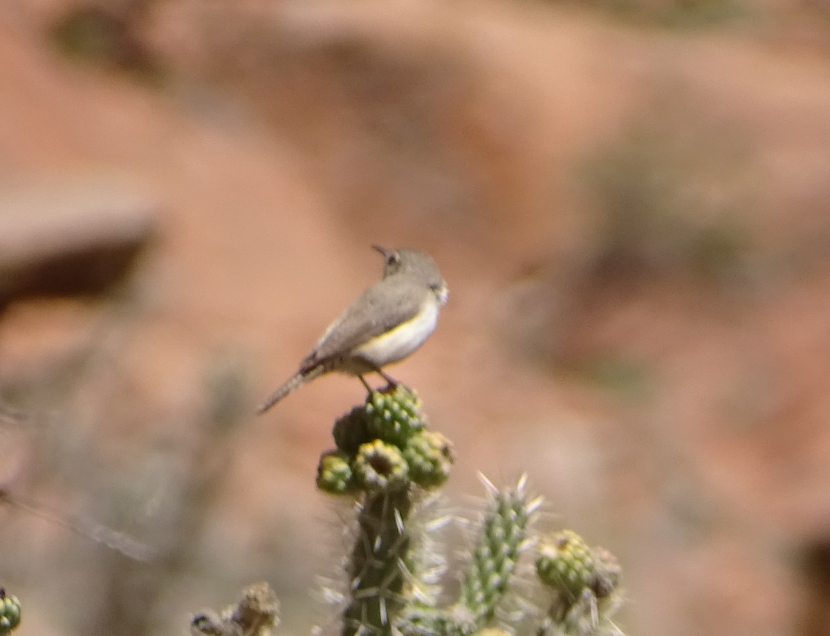 Rock Wren - ML561310081