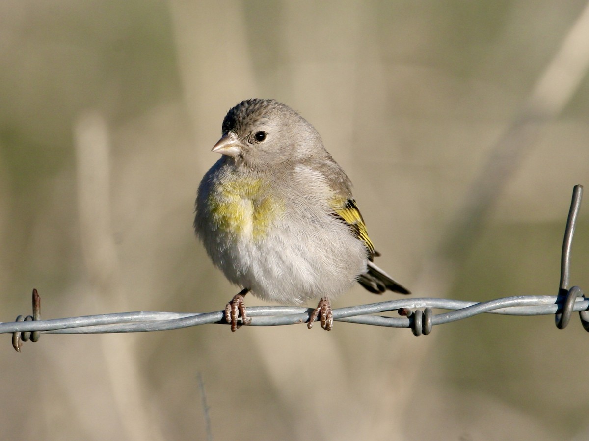 Lawrence's Goldfinch - ML561311541