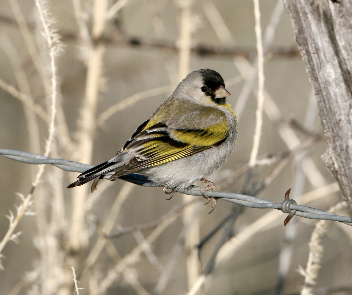 Lawrence's Goldfinch - ML561311551