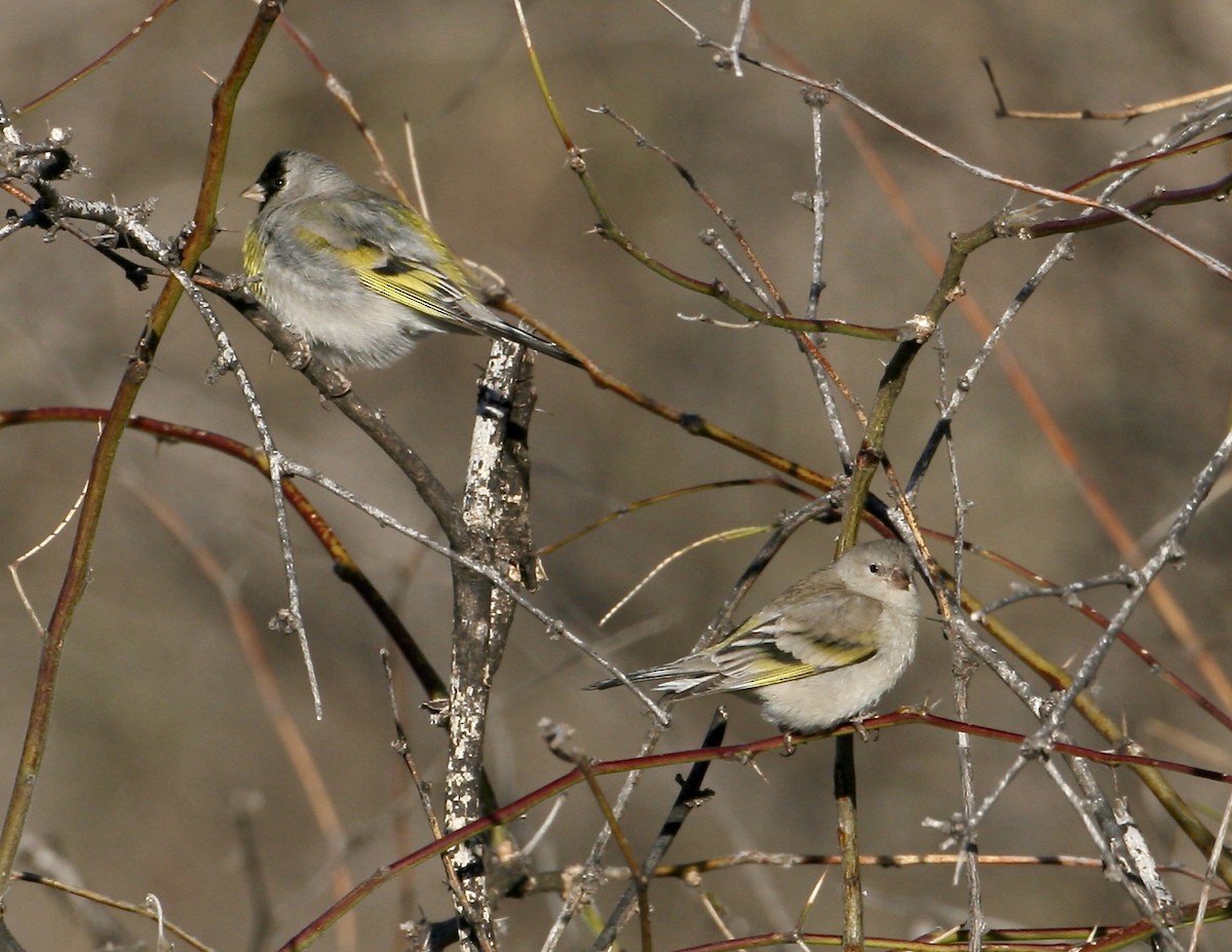 Lawrence's Goldfinch - ML561311561