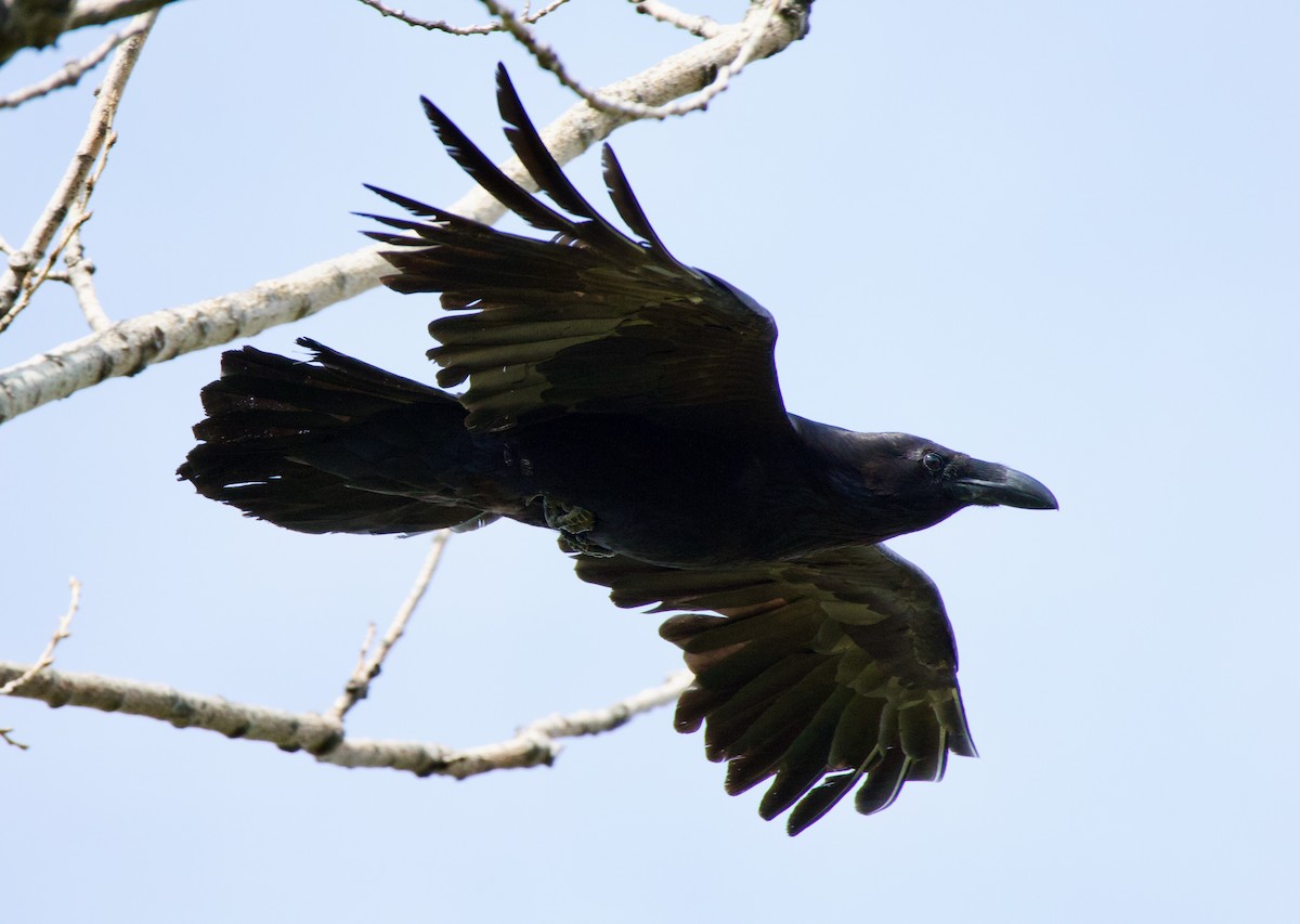 Common Raven - Michael Yellin