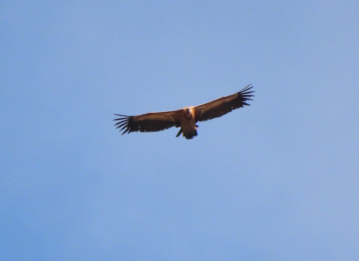 Eurasian Griffon - Carlos Alberto Ramírez