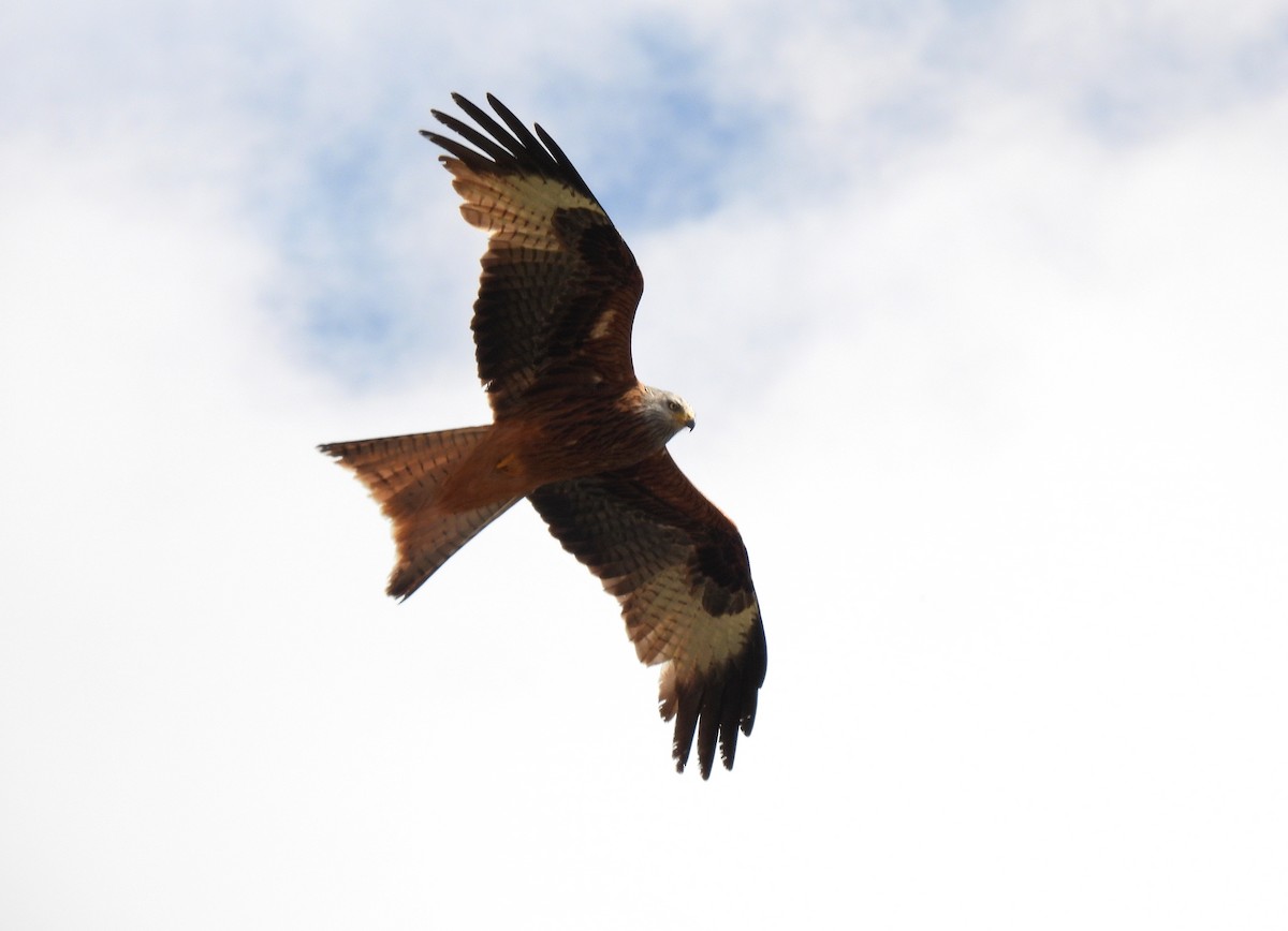 Red Kite - ML561315031