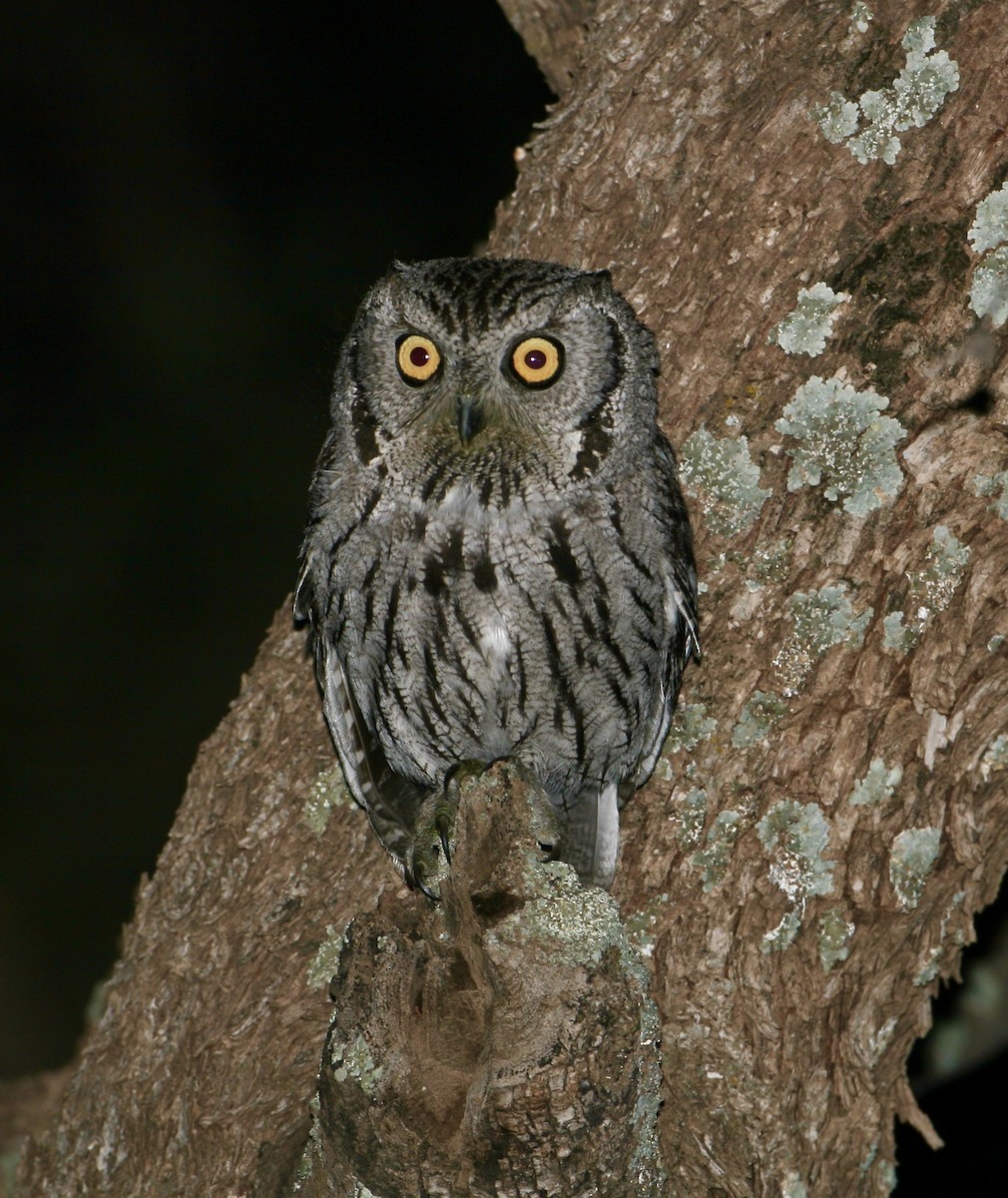 Western Screech-Owl - ML561315191