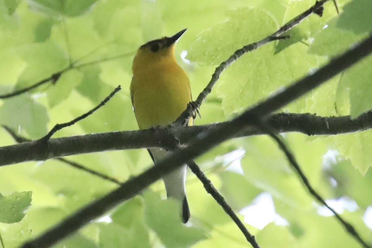 Prothonotary Warbler - ML561315591