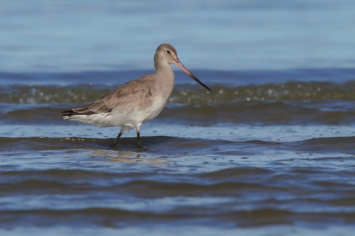 Hudsonian Godwit - Luis Piñeyrua