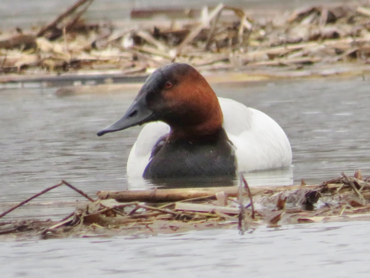 Canvasback - Jae Flaherty