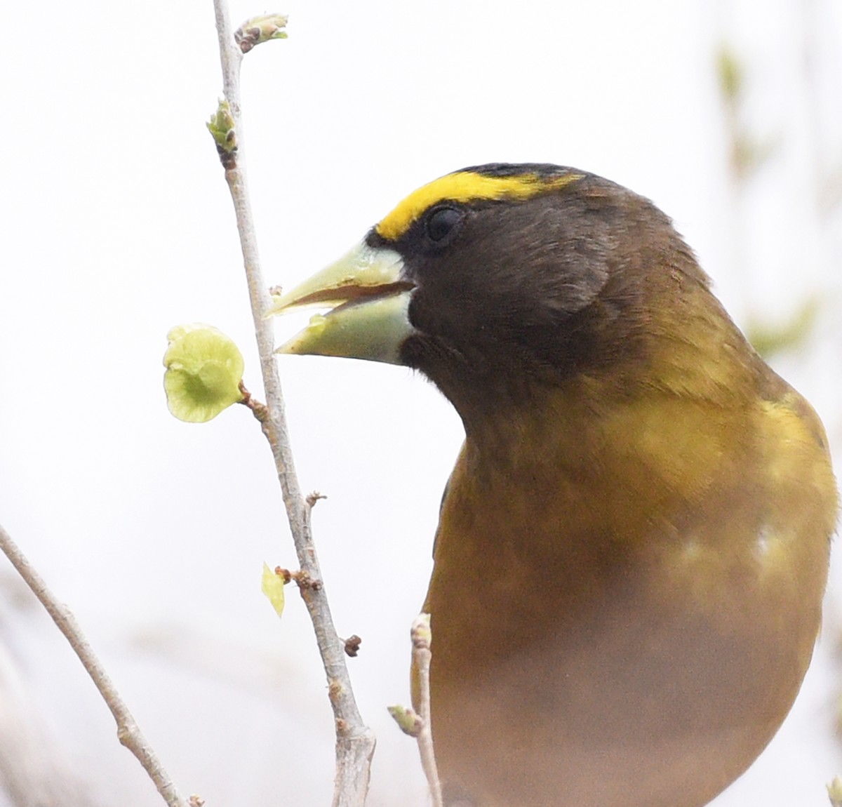 Evening Grosbeak - ML561316901