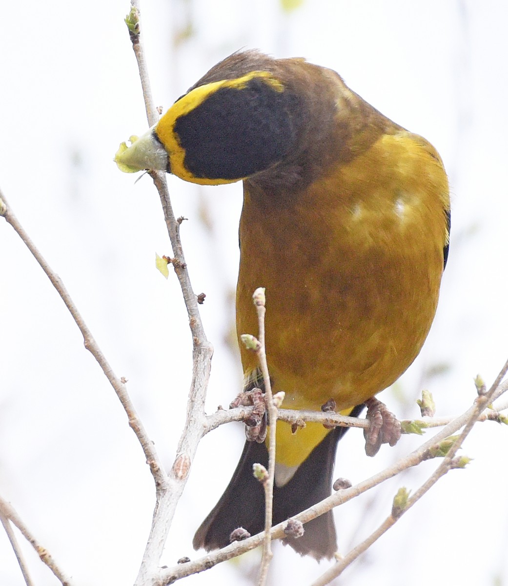 Evening Grosbeak - Steven Mlodinow