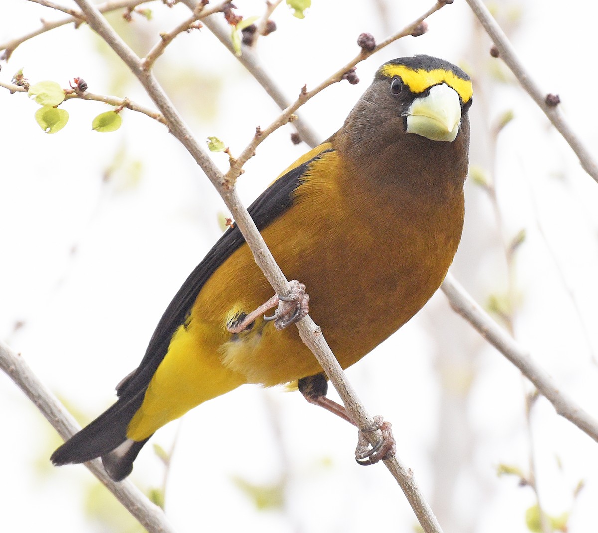 Evening Grosbeak - ML561316931