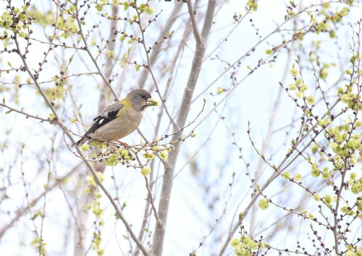 Evening Grosbeak - Steven Mlodinow