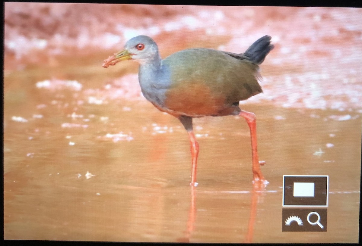 Gray-cowled Wood-Rail (Gray-cowled) - ML561317311