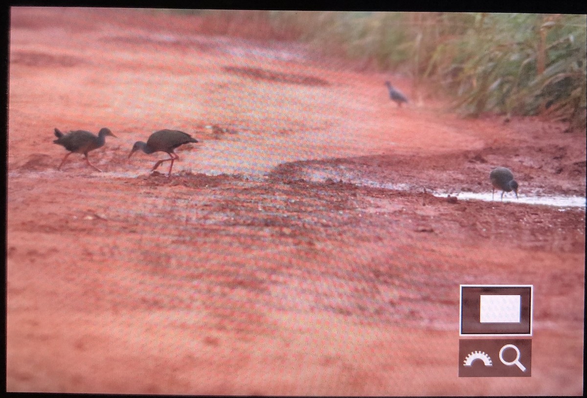 Gray-cowled Wood-Rail (Gray-cowled) - Alex Wiebe