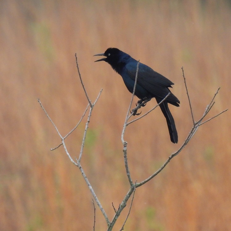 Boat-tailed Grackle - ML561318761