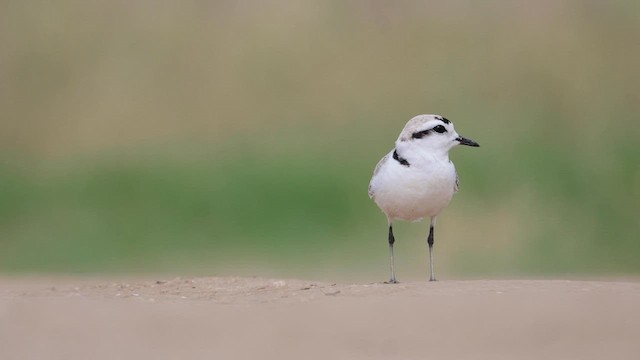 Schneeregenpfeifer - ML561320461