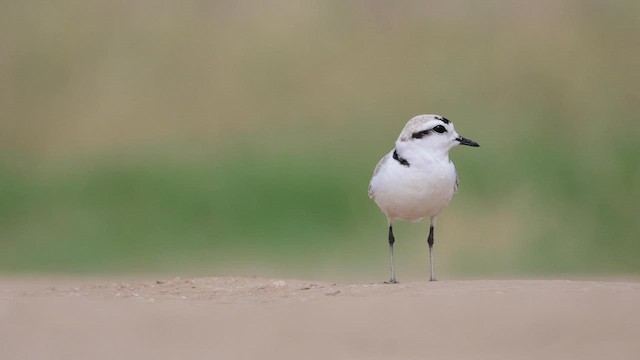 Snowy Plover - ML561320461