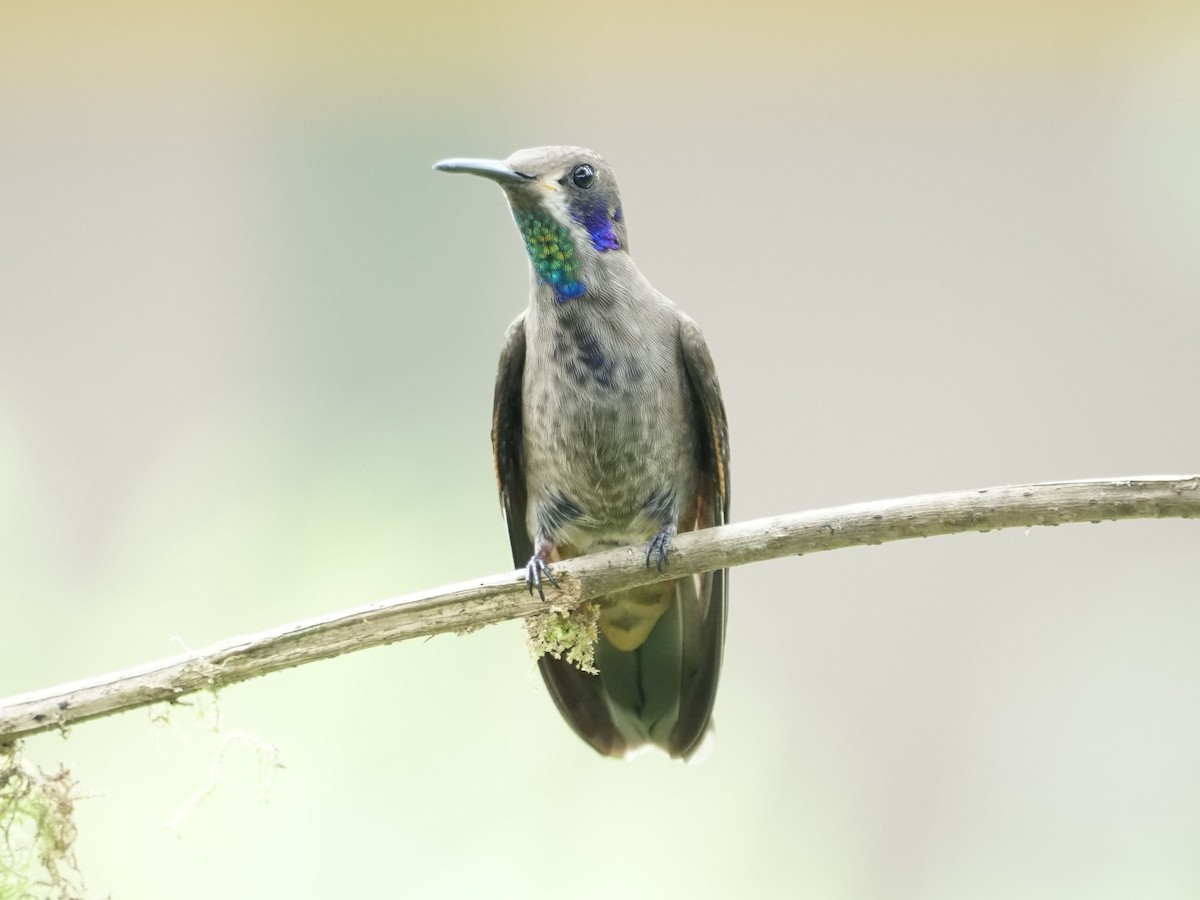 kolibřík fialovouchý - ML561320471
