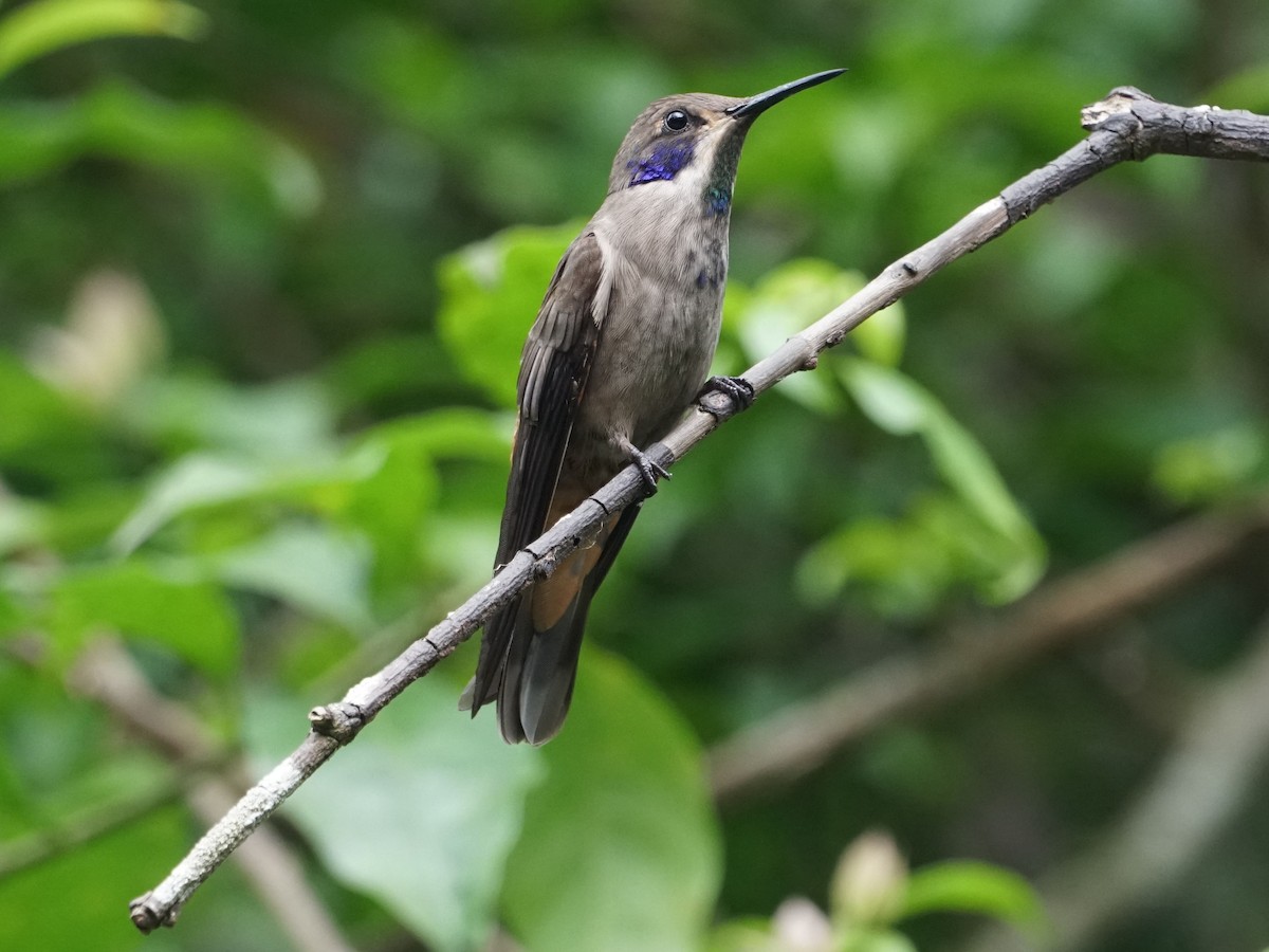 kolibřík fialovouchý - ML561320491