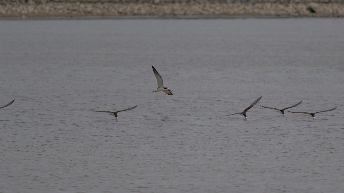 Black Skimmer - ML561320511