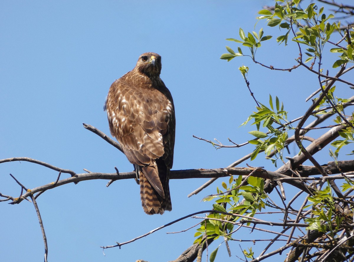Red-tailed Hawk - ML561321161