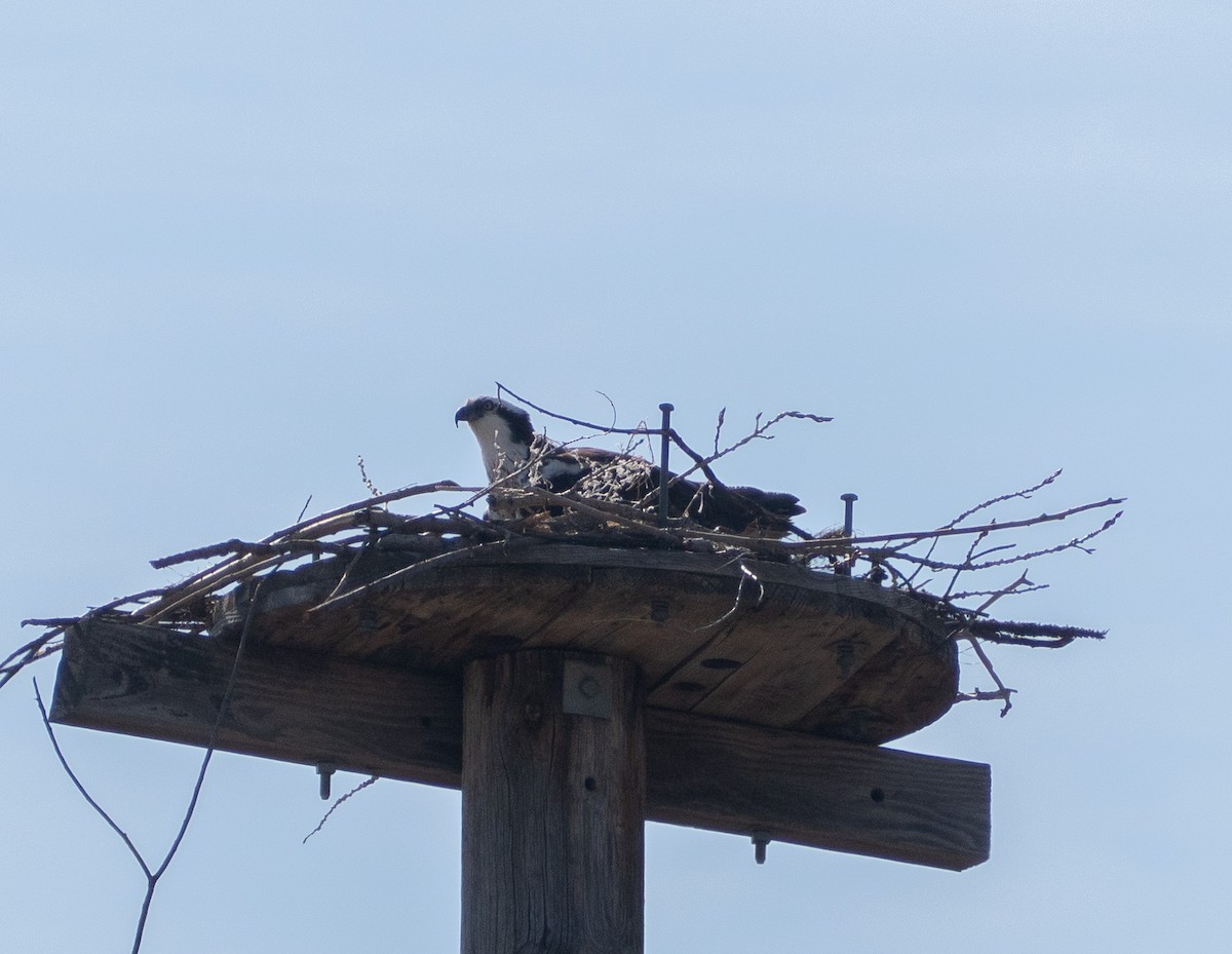 Osprey - ML561321281