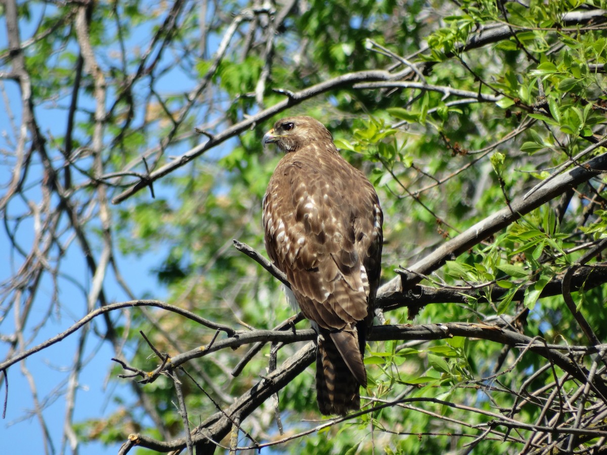 Red-tailed Hawk - ML561321371