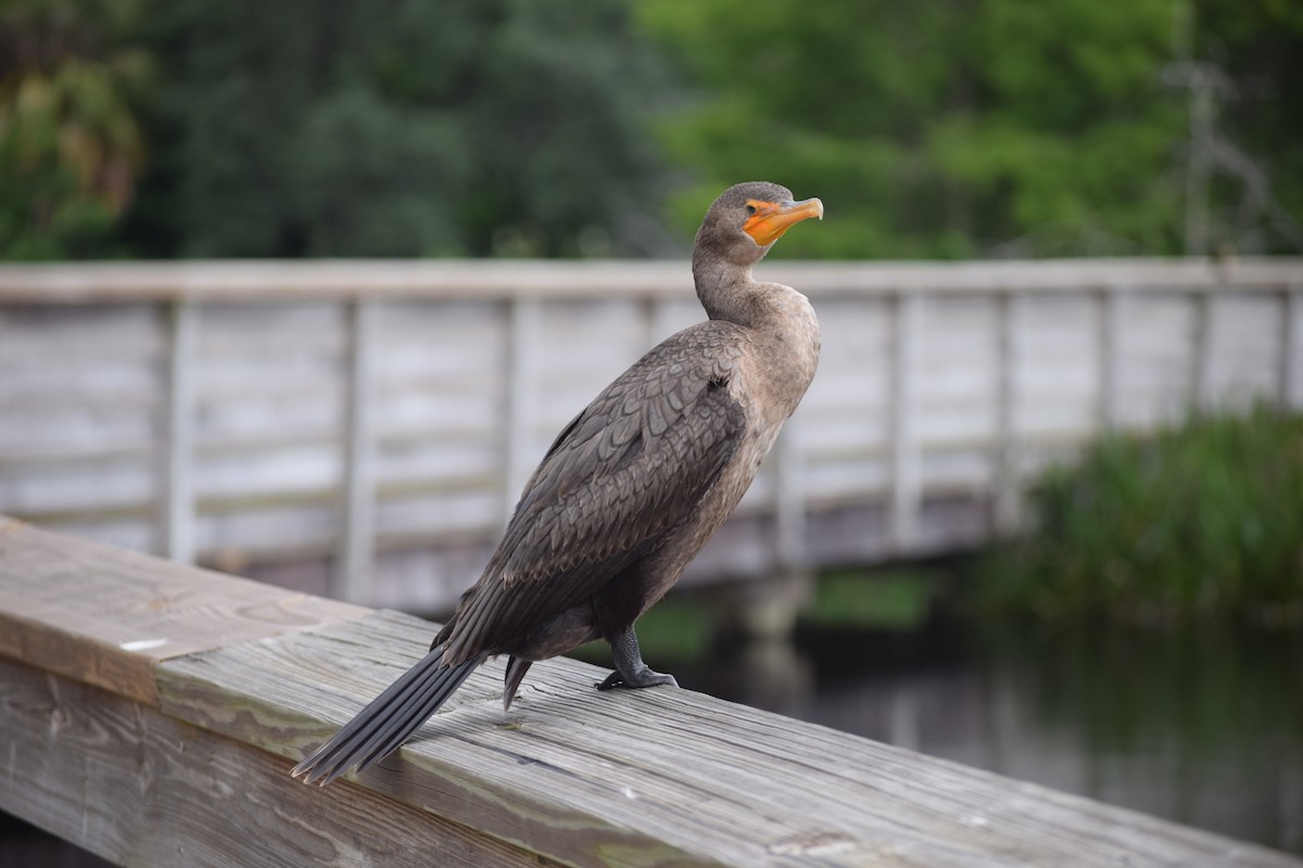 Cormoran à aigrettes - ML561321451