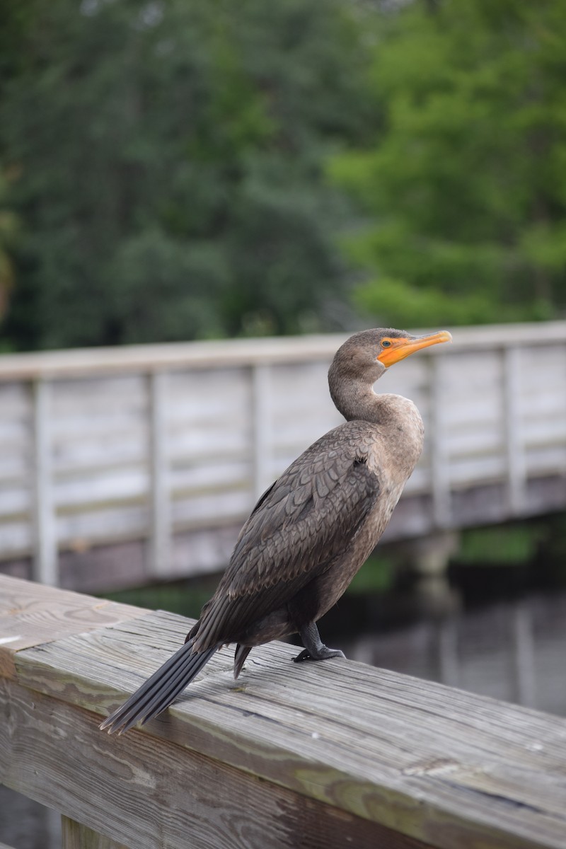 Cormoran à aigrettes - ML561321461