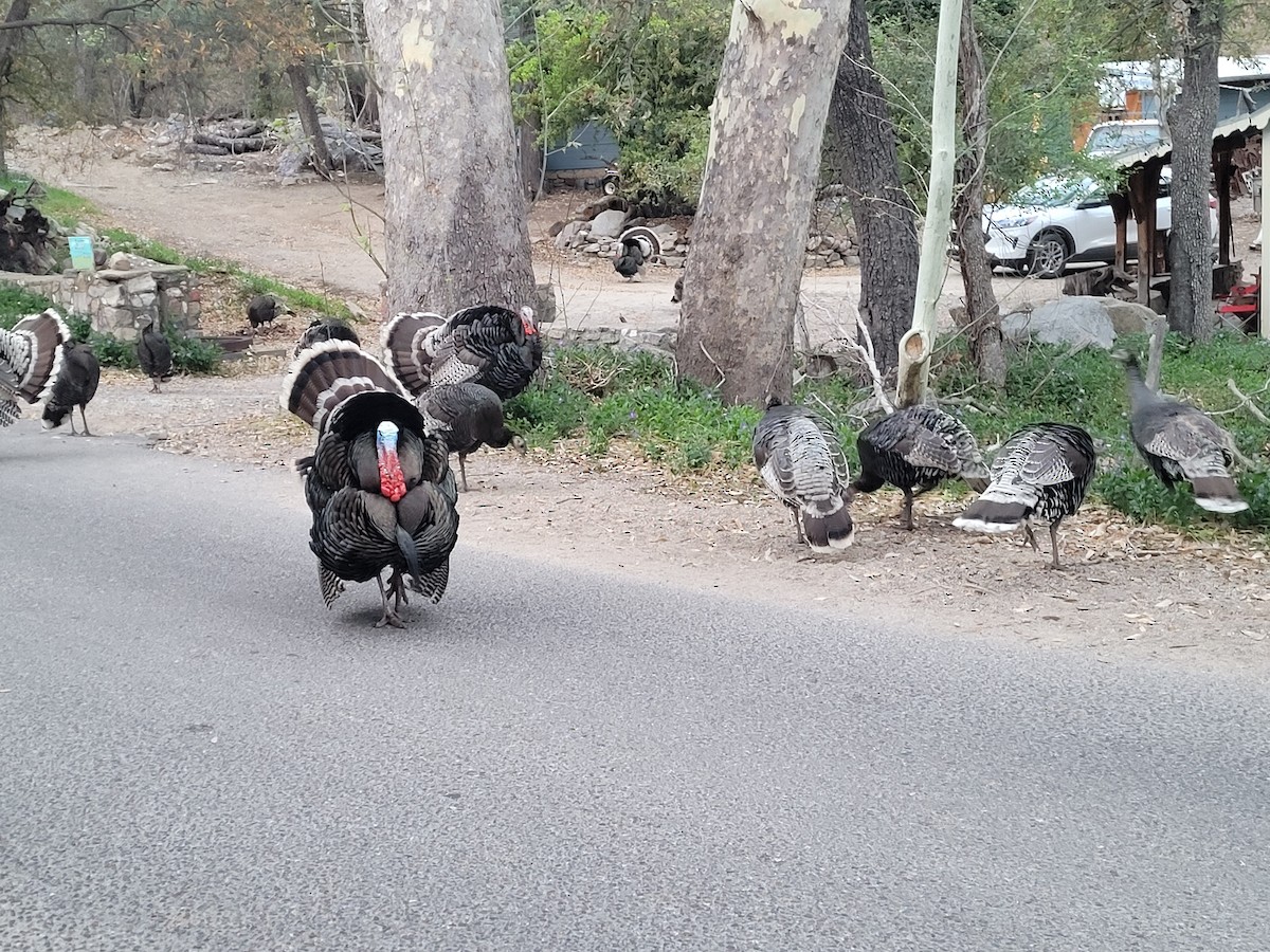 Wild Turkey - ML561322851