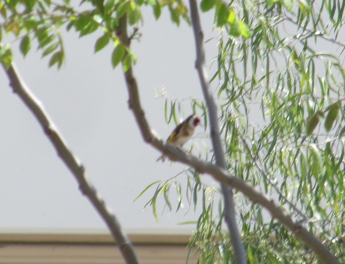 European Goldfinch - ML561323001
