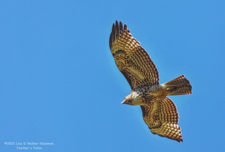 Red-tailed Hawk (calurus/alascensis) - ML561323171
